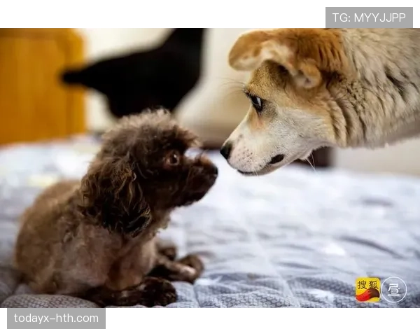 拉皮诺家的狗都比某些人挣得多